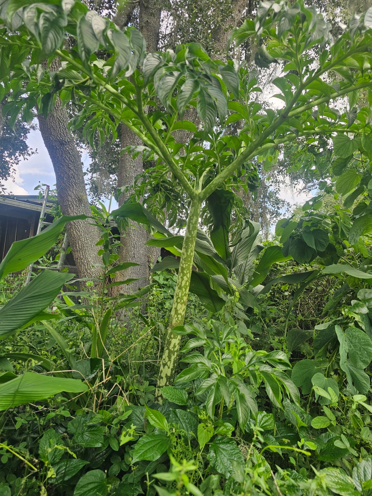 amorphophallus plant Voodoo lily 3ft high beautiful plants to have in your yard
