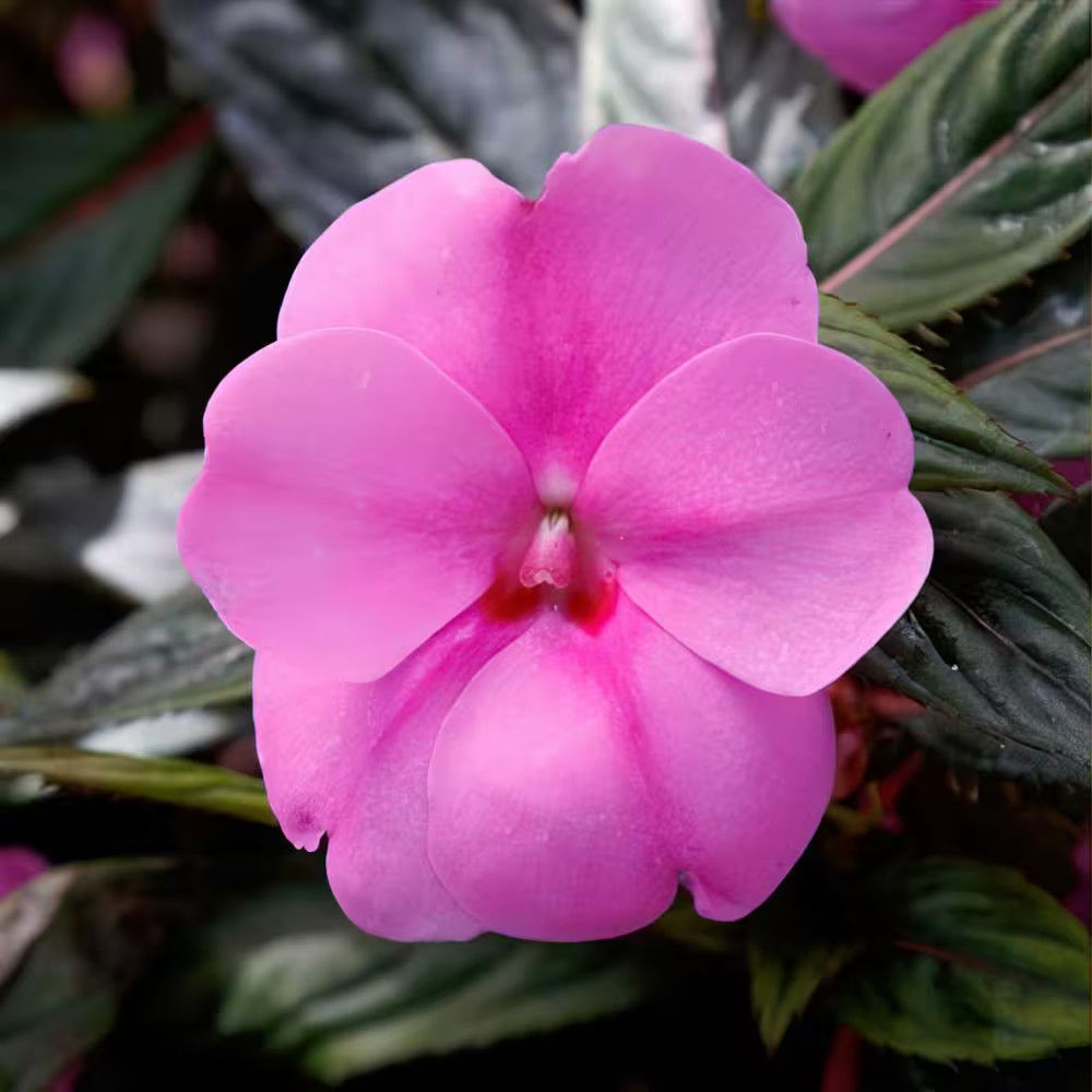 2.5 In. Vigorous Lavender Splash Sunpatiens Impatiens Outdoor Annual Plant with