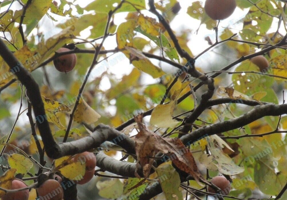 Persimmon Tree American Native Diospyros Virginiana Bareroot Seedling Live Plant