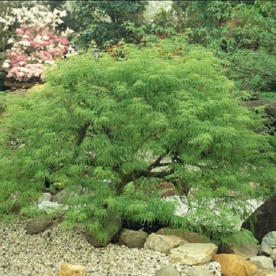 Waterfall Green Laceleaf Weeping Japanese Maple – Live Plant – ( 2.5 QT )