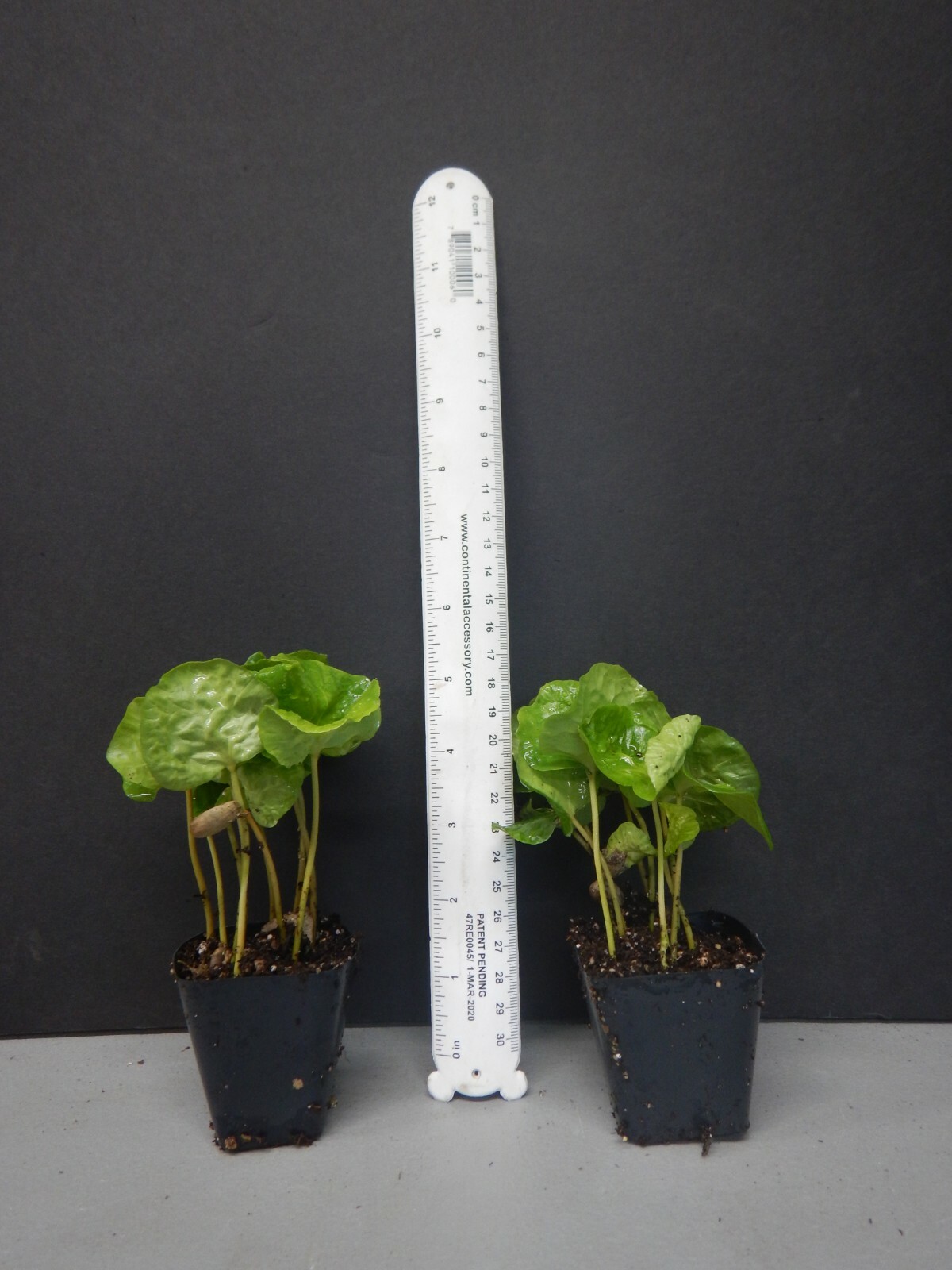 ~~ARABICA COFFEE BEAN~~Rooted Starter Plant~~Brew Your Own Coffee!~~GREAT GIFT!