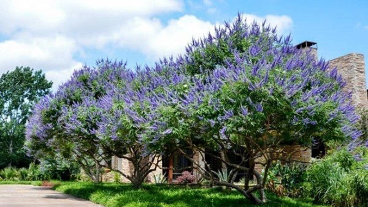 Chaste Tree | 2 Inch | Vitex agnus-castus | Low Maintenance | Purple Flowers