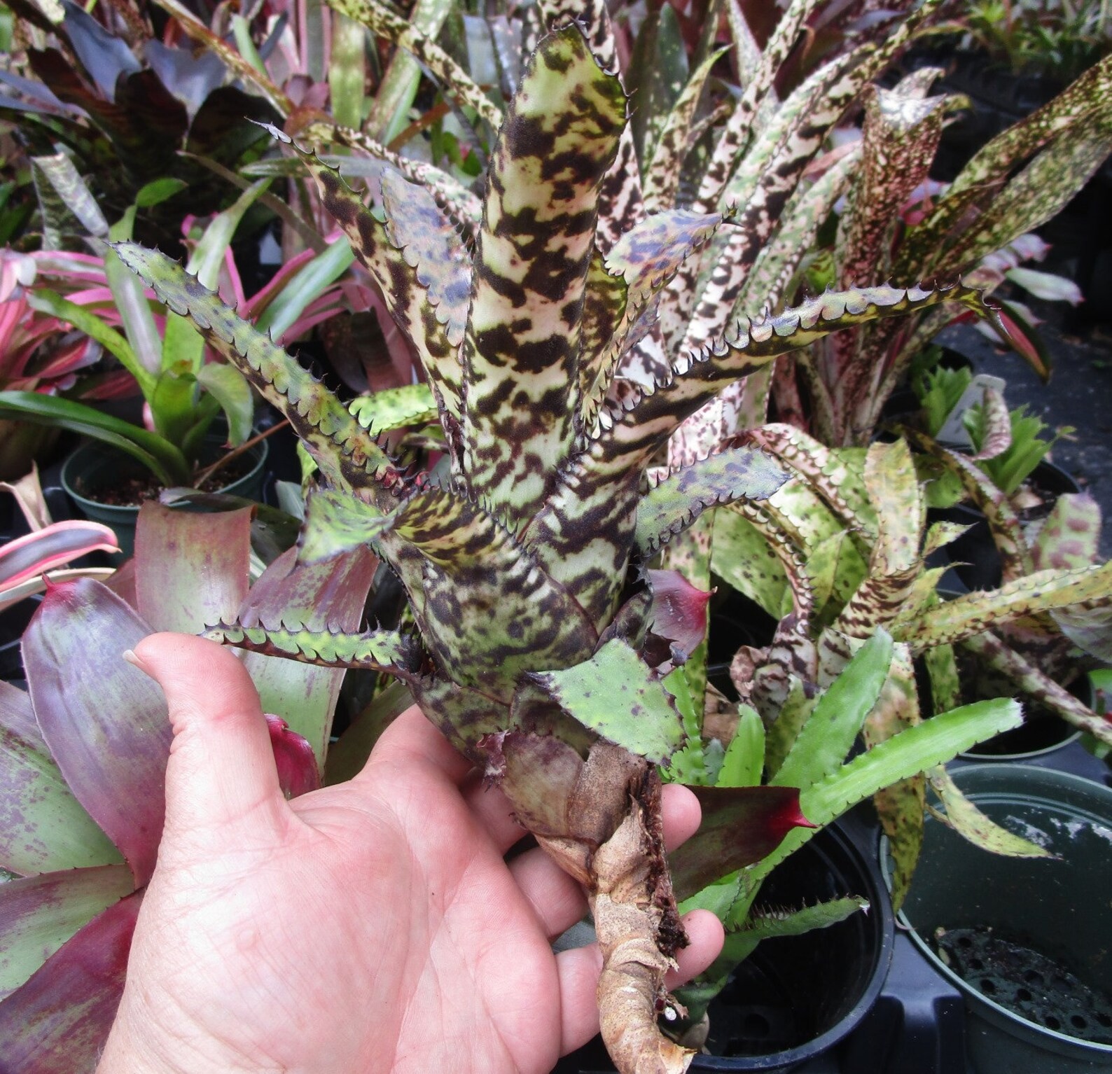 BUY ANY 4 SAVE 15% BROMELIAD Aechmea WHITE KNIGHT Hybrid Offset – Rare Cross