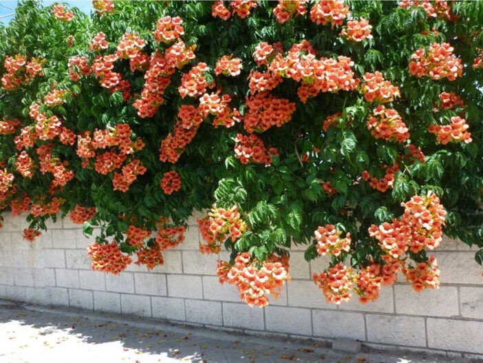 SUN TRUMPET TACOMA ORANGE ~ Campsis Radicans Trumpet Vine ~ Rooted Starter Plant