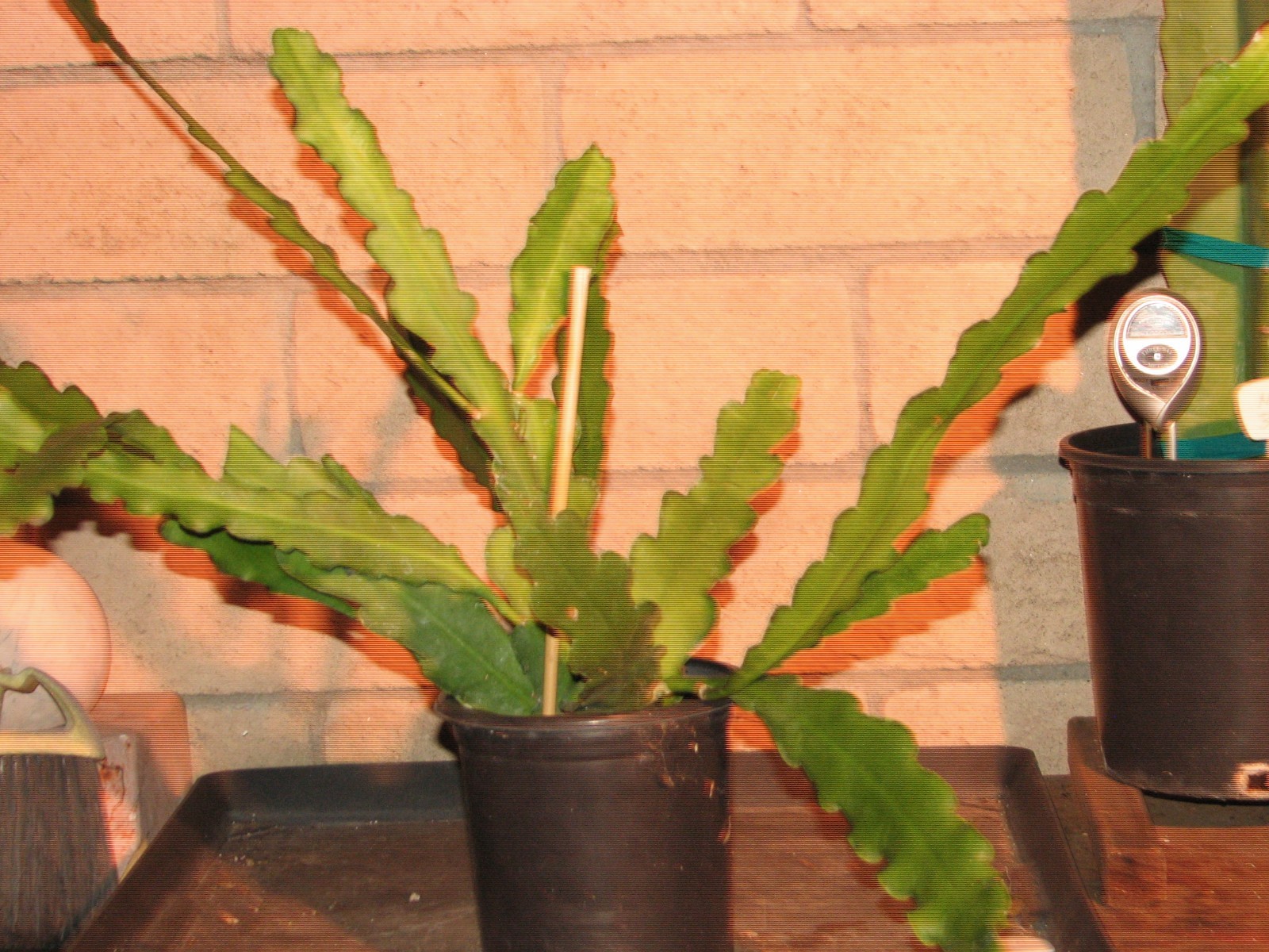 Large 22 in. Epiphyllum Red/Purple “MASADA” cactus plant 10+ stems