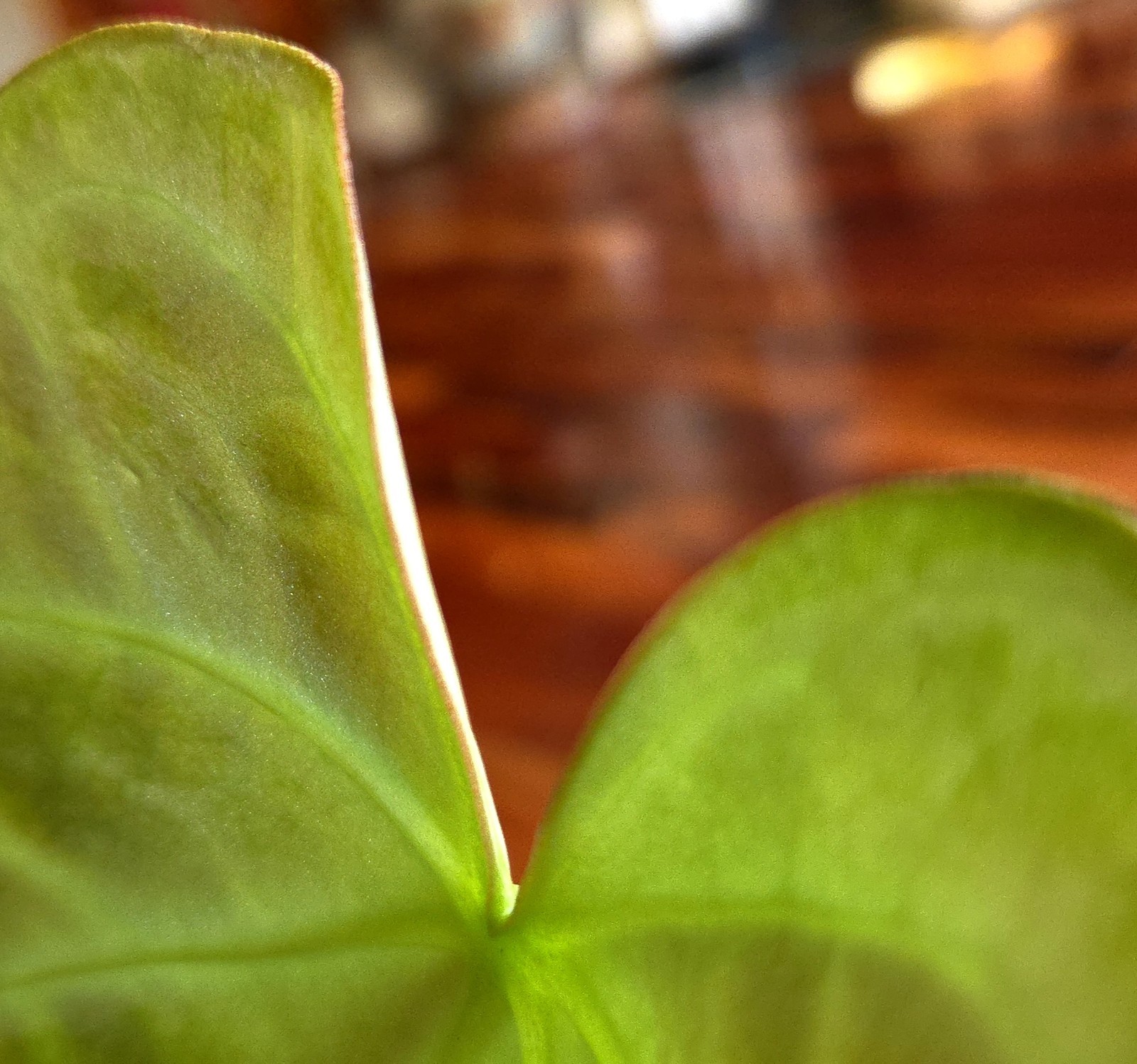 Rare XL Anthurium Dorayaki X Silver Blush 21″ Tall Not Philodendron Monstera
