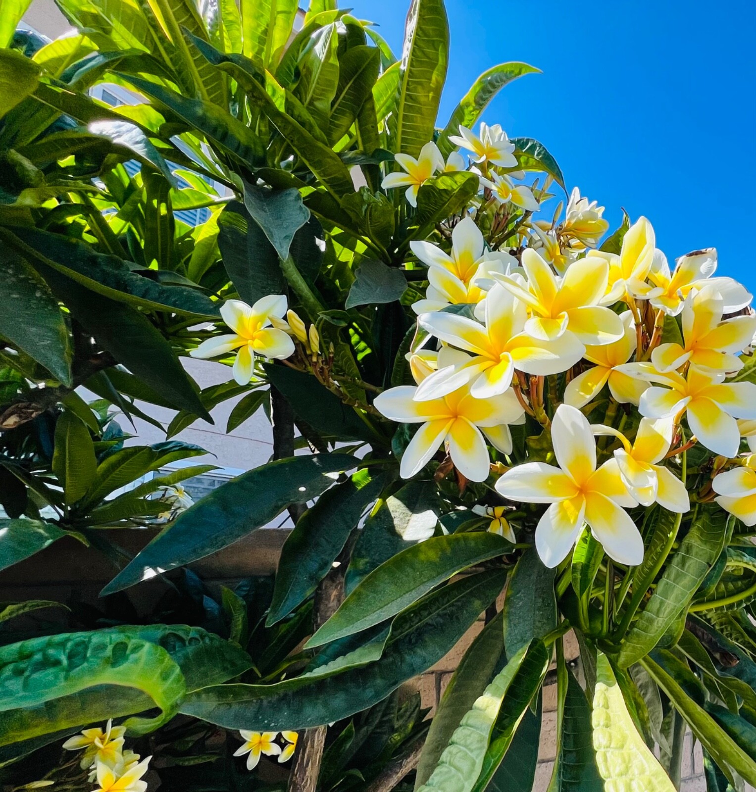 Yellow & white plumeria cutting (2 cutting 8″-12″) ( amazing fragrance)