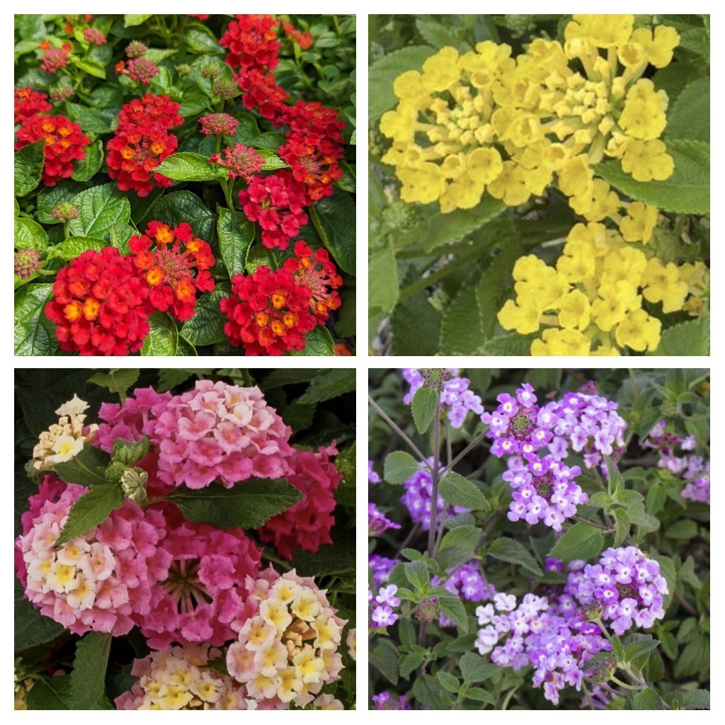 ‘Lantana Craze’ Combo Live Annual Starter Plants/Plugs, 4 “babies”, 4 Varieties
