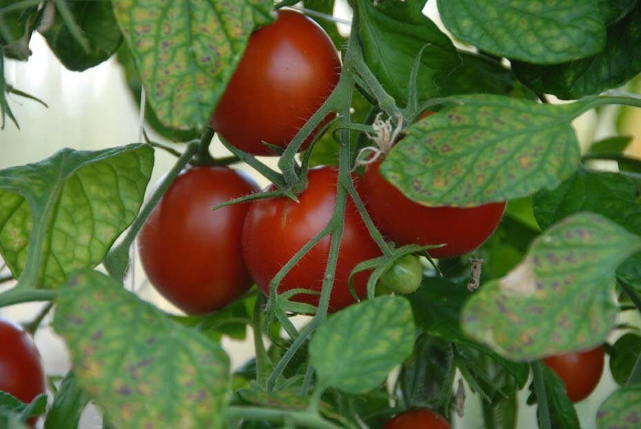 Polar Star, Tomato