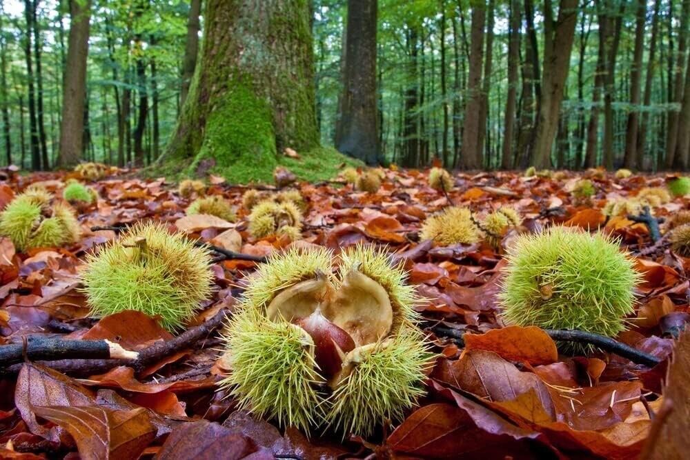 Colossal Chestnut Tree Seeds – Grow Huge Chestnuts – Castanea sp Colossal