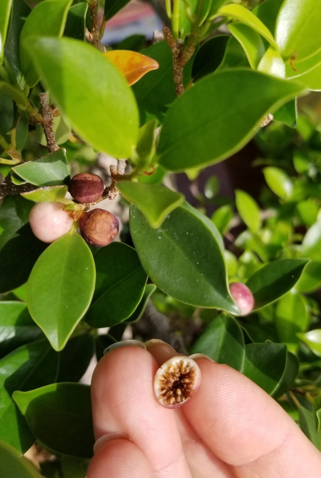 100+ Tiger Bark Ficus Seeds | Rare Exotic Bonsai & Indoor Plant Seeds