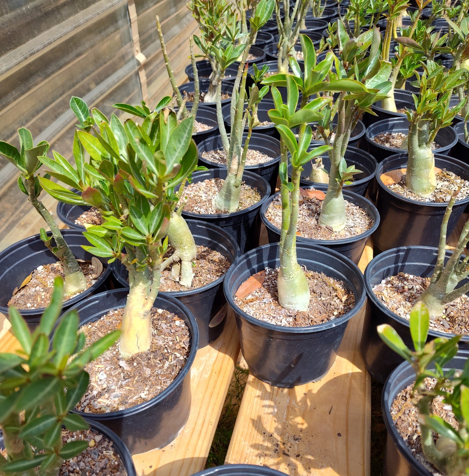 (5) Desert Rose Mature blooming Plants 12-15 Month plants. assorted colors
