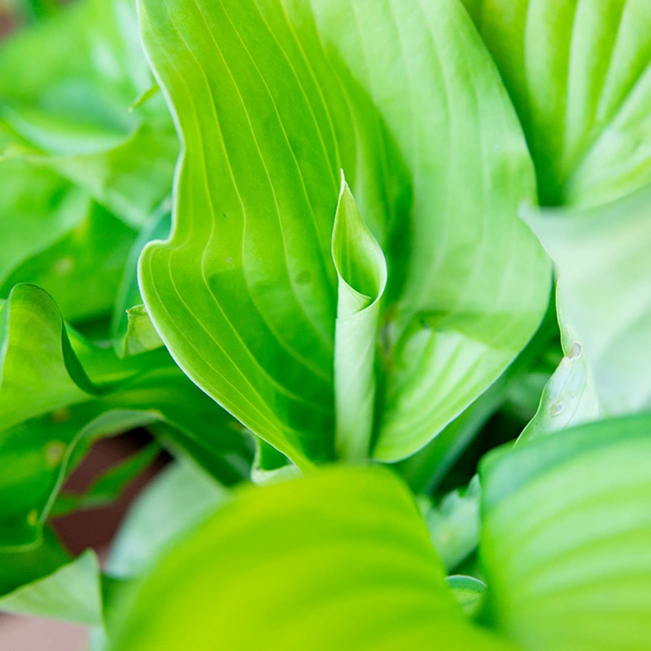 Live Guacamole Hosta Shrub 1 Gallon | Outdoor Perennial Plant | Bright Green Fol