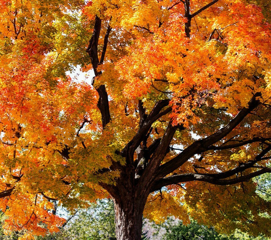Sugar Maple Tree – Live Potted Plant – Quart Pot – 10-18″ Tall – Acer saccharum