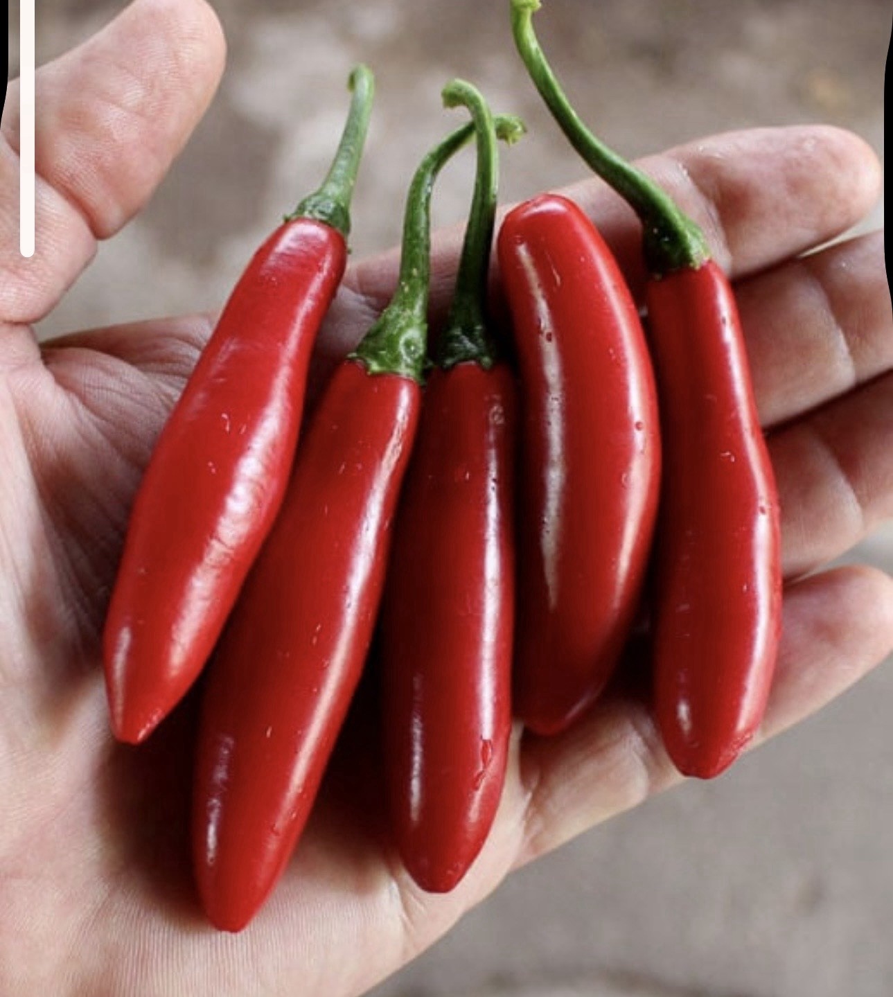 Popular!! 5 Serrano Pepper Plants!! Ready To Ship!! Rooted And Healthy!!