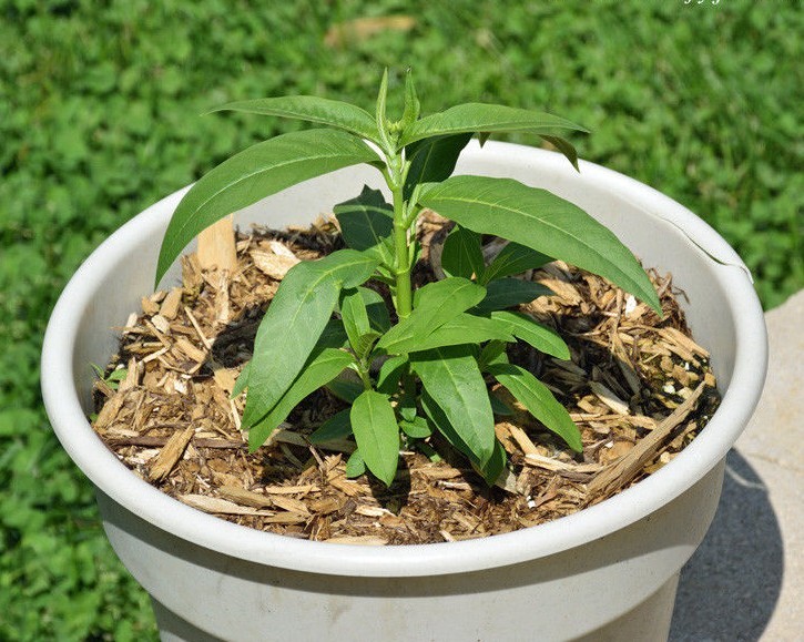 51+COMMON MILKWEED Seeds Native Wildflower Container Flower Garden Heat Cold