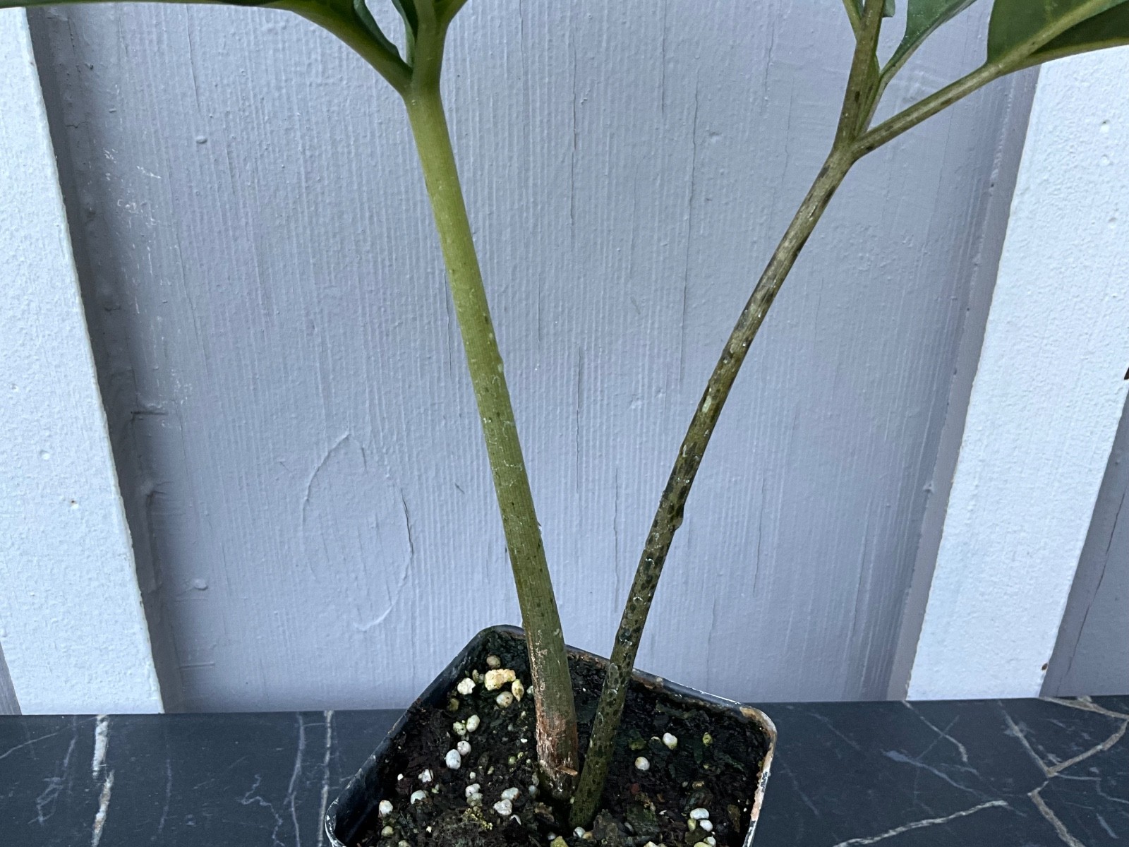 Amorphophallus sp. araceli -2YO Tropical Collectors Rare Plant Aroid Bulb Flower