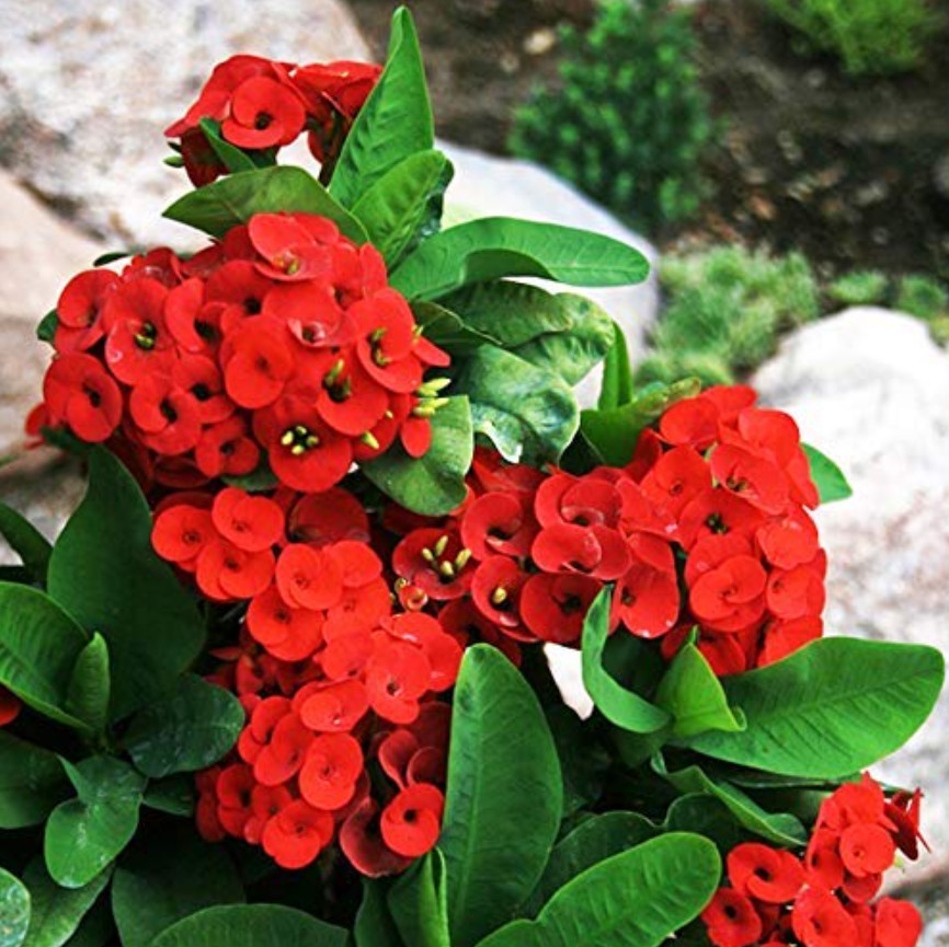 Red Crown of Thorns – Euphorbia milii ‘Floral Red’ – Live Plant in 2″ Pot