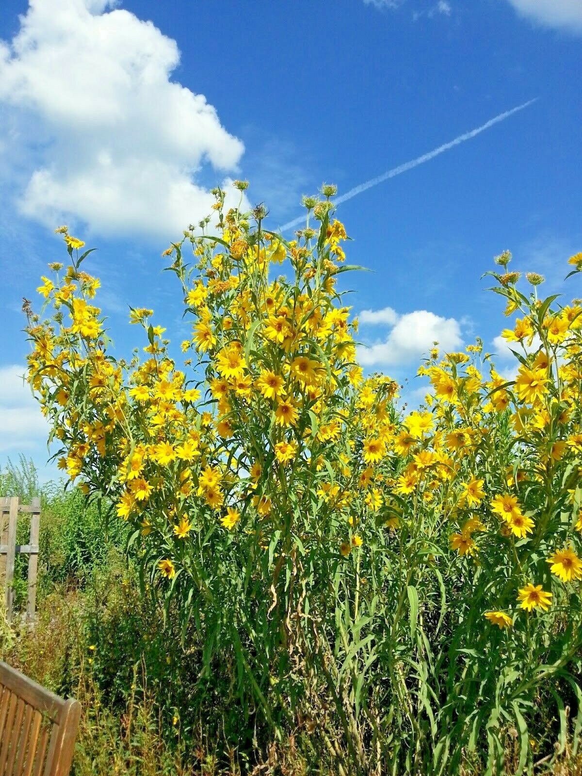 101+MAXIMILIAN Prairie SUNFLOWER Seeds Native Wildflower Heat Cold Drought Fence