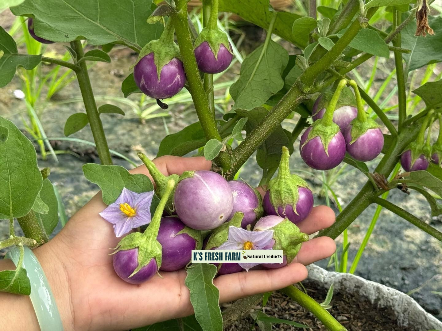 Eggplant Seeds(White+Purple Round/Long Purple/Green Thai) Cà Pháo/ Cà tím/Cà dĩa