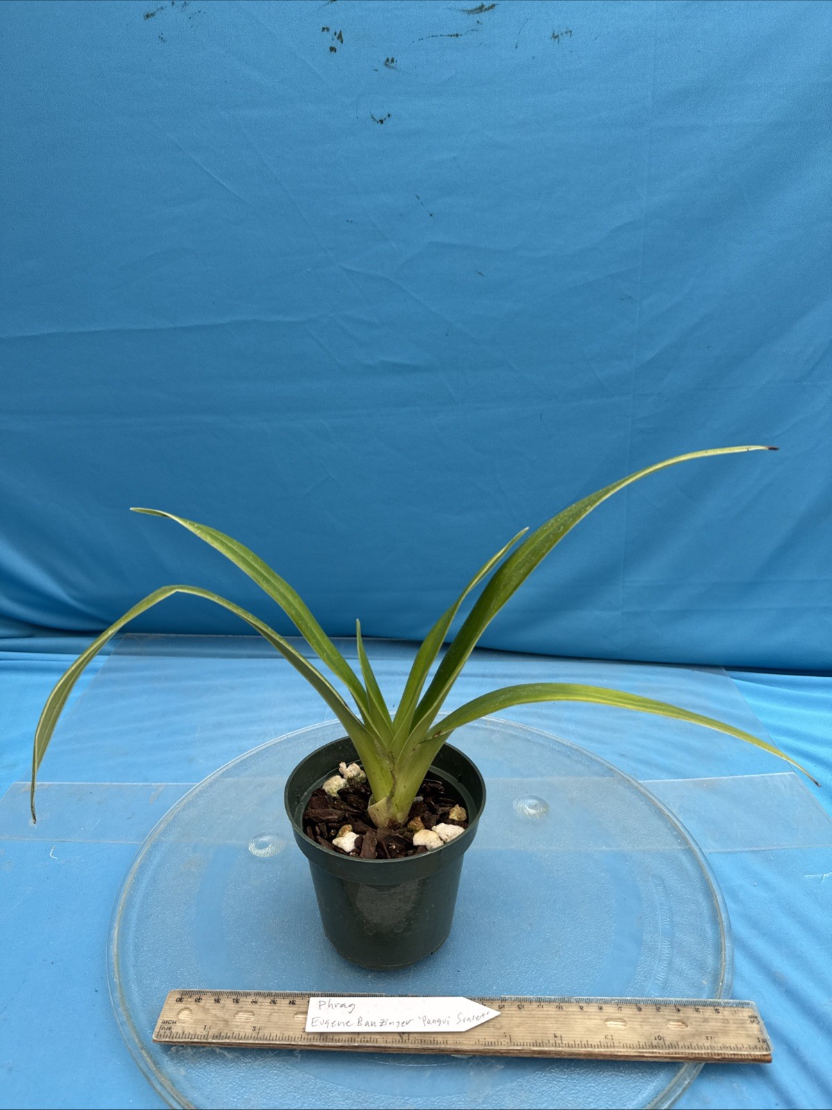 Phragmipedium Eugene Banzinger ‘Pangui Sunset’ Red Pink Orchid Hybrid 4” RePot