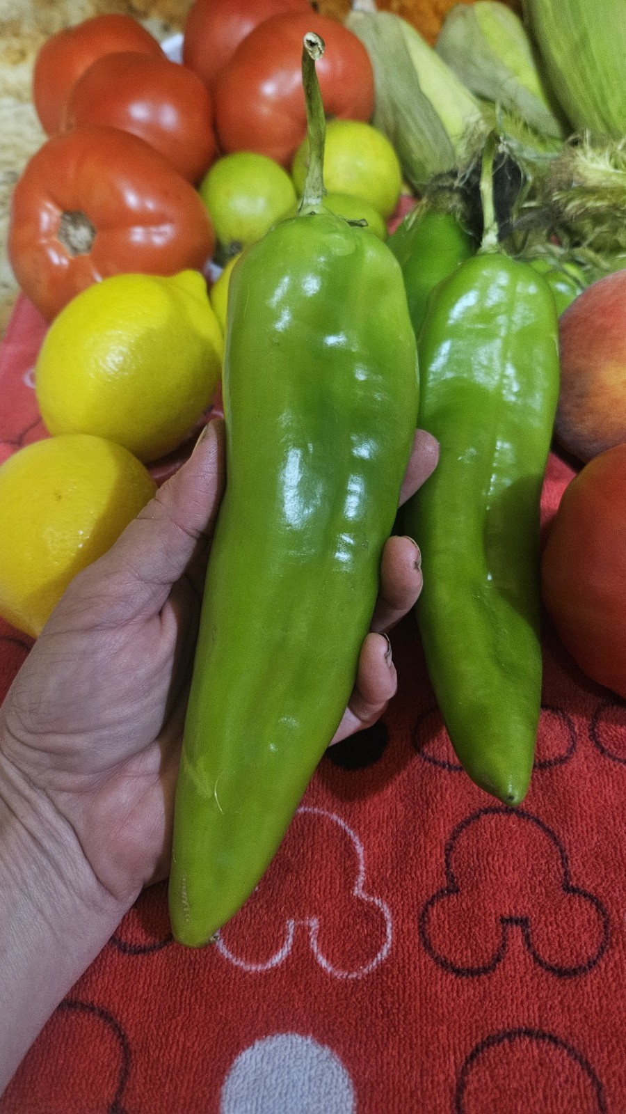 Nuevo Mexico Chili Pepper Seeds (15) / ORGANIC / FLORIDA GROWN / MEXICAN CUISINE