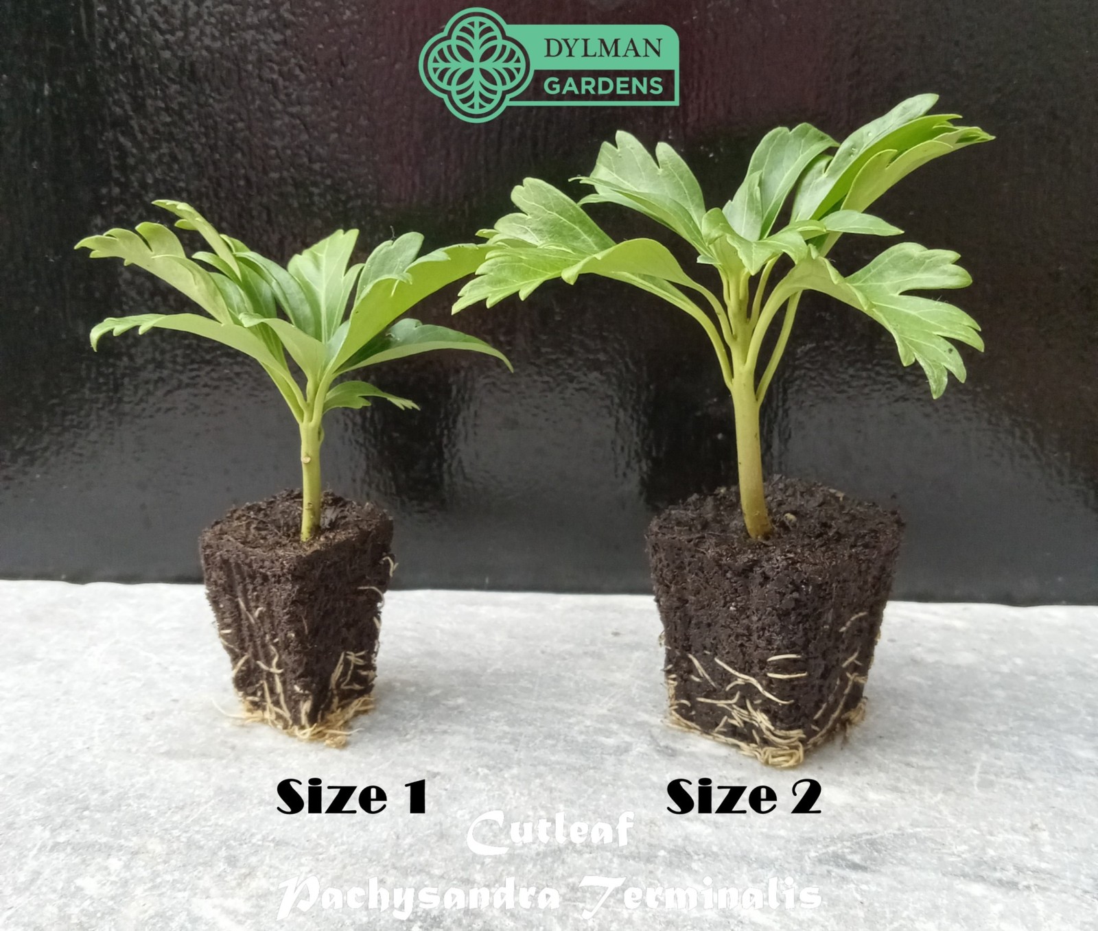 Cutleaf Japanese Spurge (Pachysandra terminalis ‘Cutleaf’) – Multiple Sizes