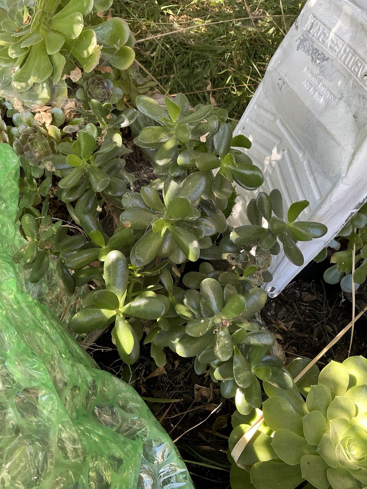 Healthy lush green Crassula Ovata Jade Plant cluster, Rooted 19” tall with roots