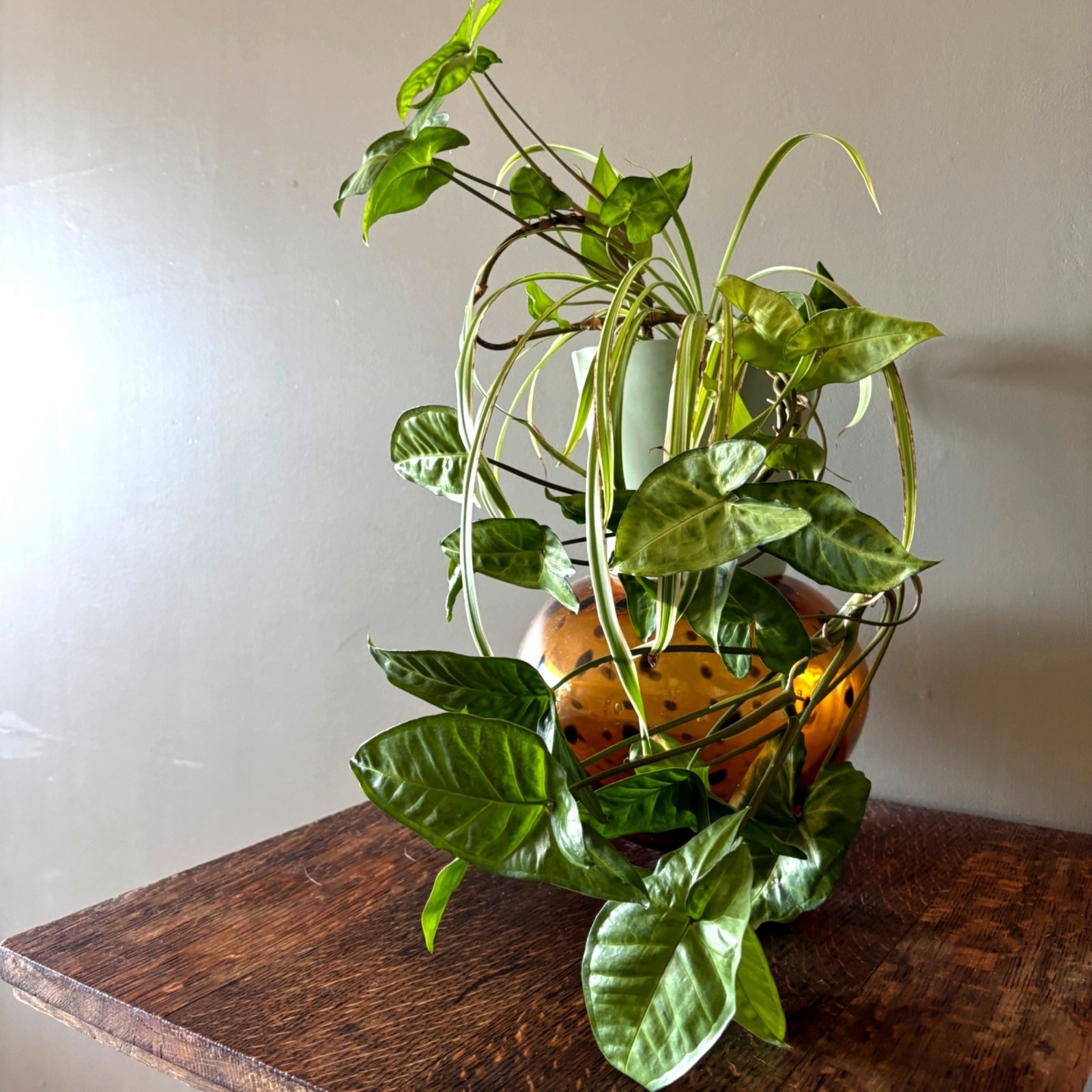 Live Arrowhead Plant & Spider Plant Combo in 6.5″ Ceramic Pot Indoor Houseplant