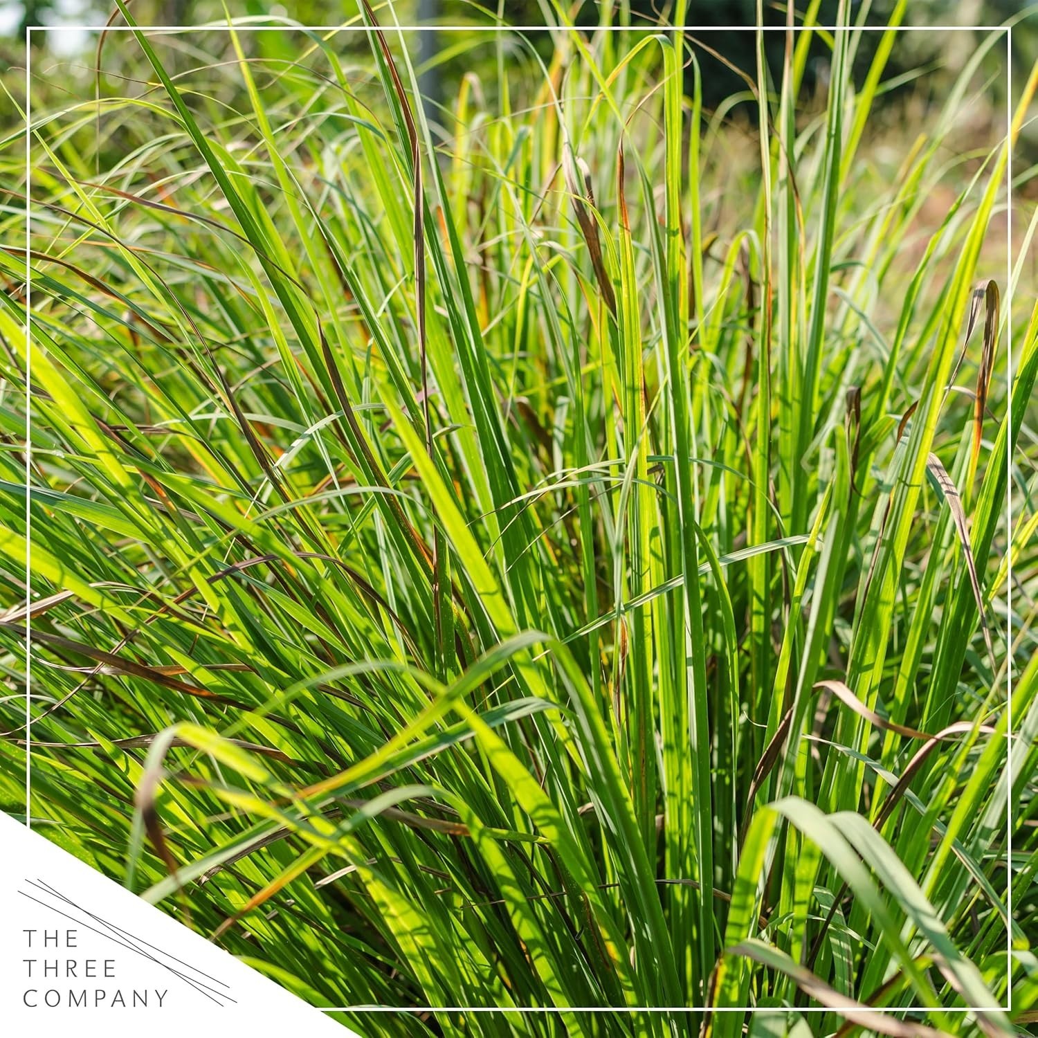 Live Healthy Lemongrass – Wards Off Pests – Natural Mosquito Repellant – 10″ …