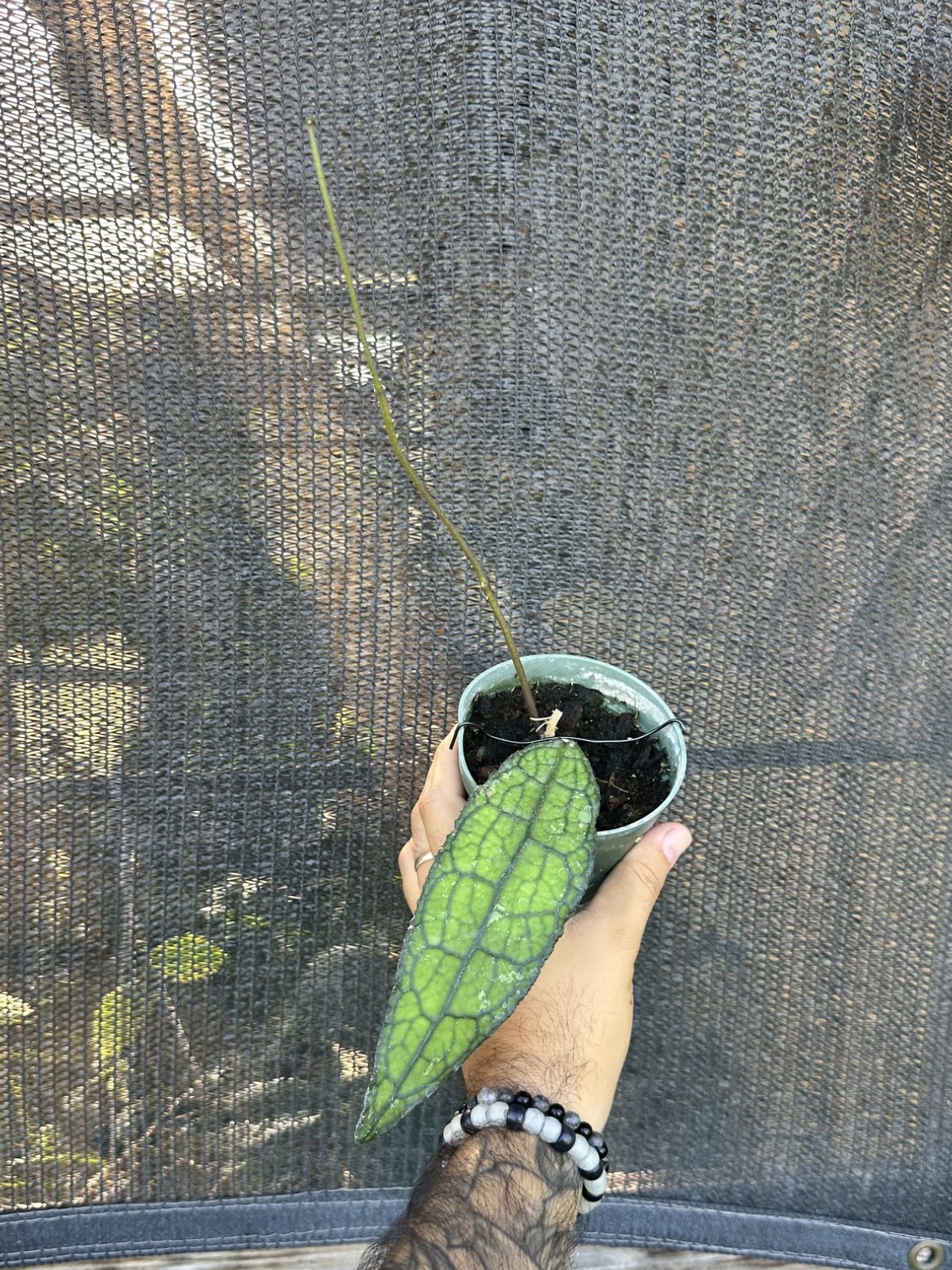 Hoya clemensiorum Rooted Single-Leaf | Read Description | Husk Mix