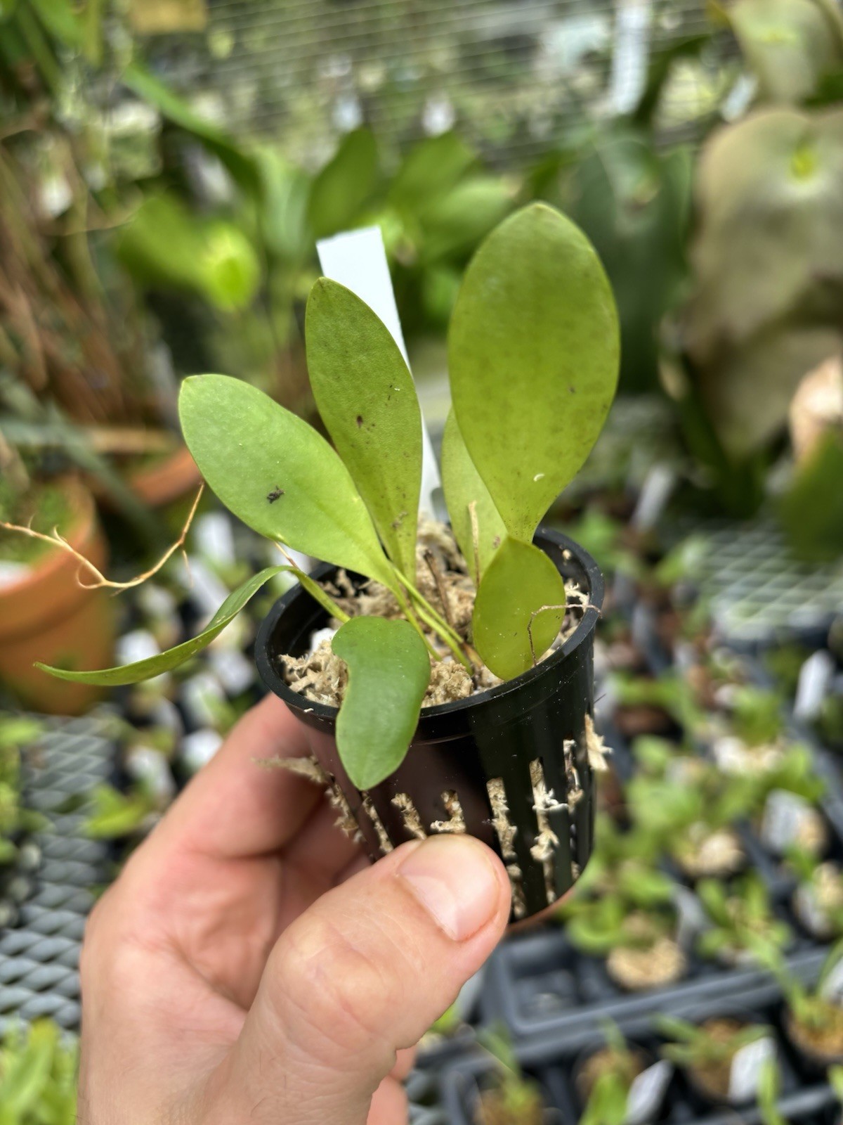Pleurothallis pterophora Fragrant Uncommon Orchid Species Miniature