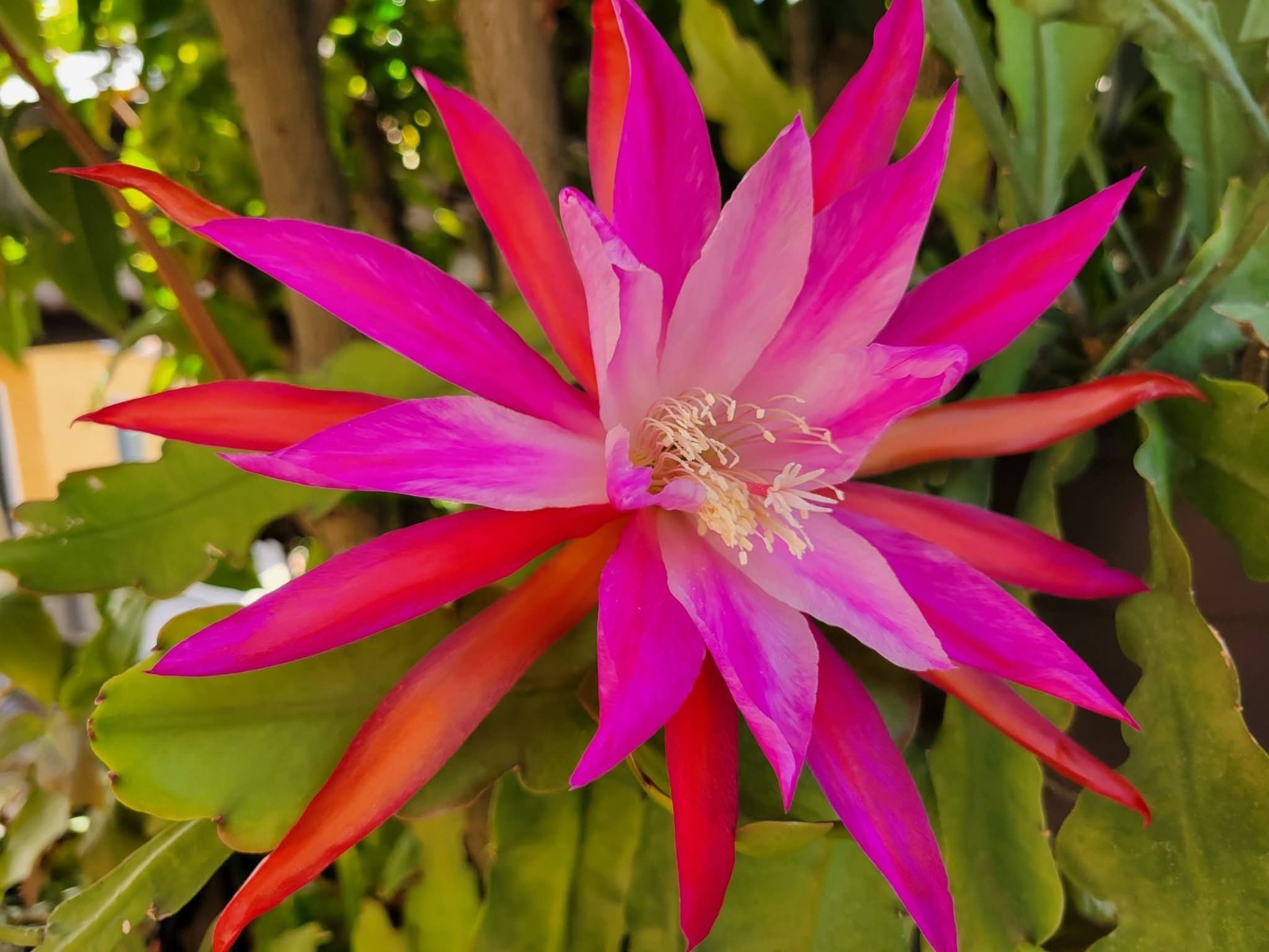 Indian Warrior Epiphyllum Unrooted Cuttings – 8 to 10 inches long