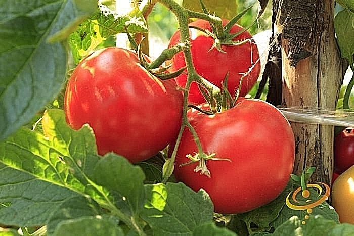 ACE 55 tomato heirloom non-gmo LOW ACID GREAT CANNER! DISEASE RESISTANT! O.P.