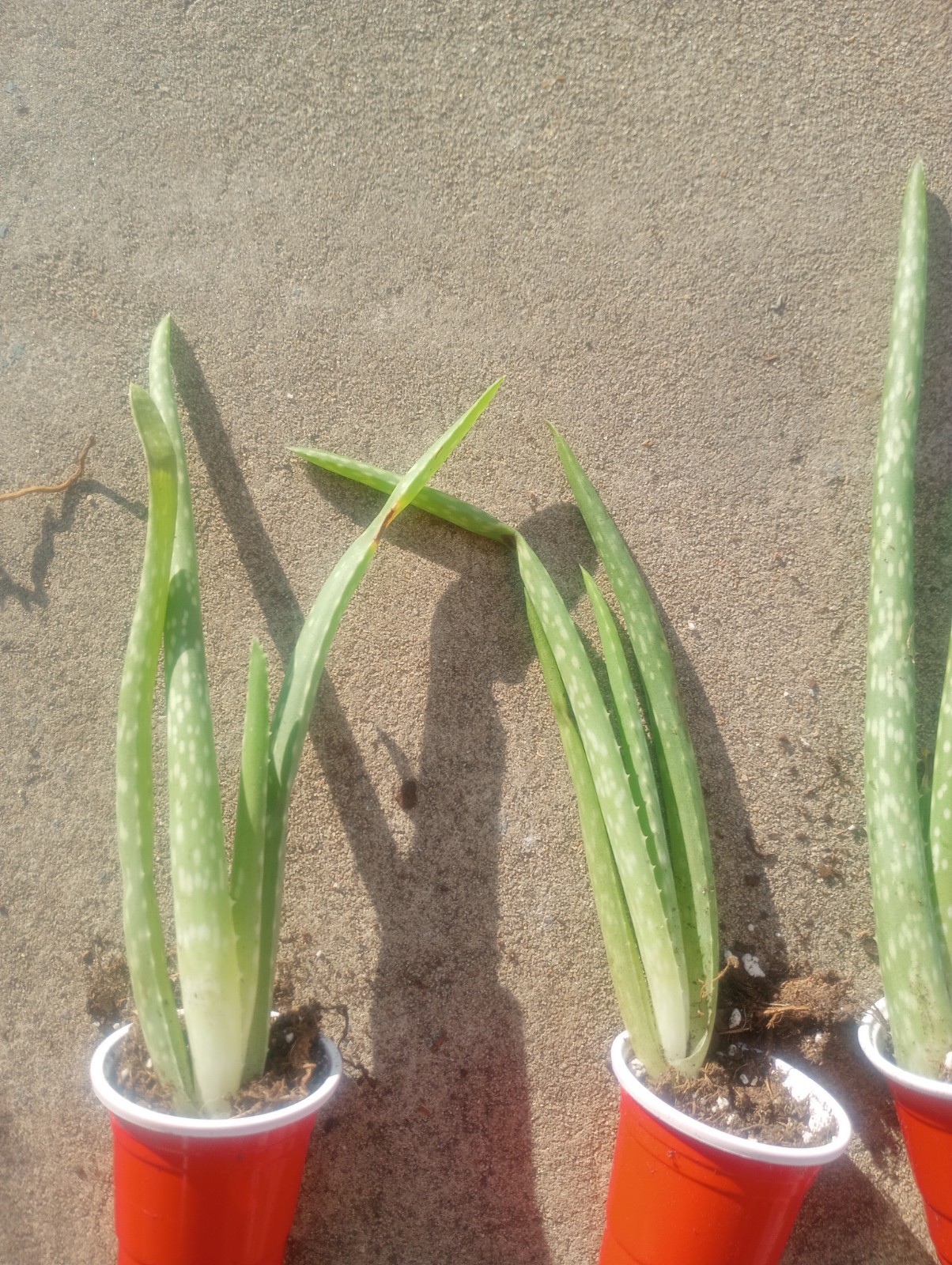 Aloe Vera Succulent One per pack Ships in cup and soil organic medicinal plany