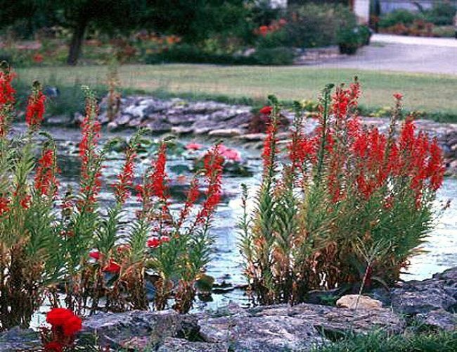 2 Cardinal Flower Lobelia cardinalis Pond/Marsh/Water plant~BARE ROOT NO FOLIAGE