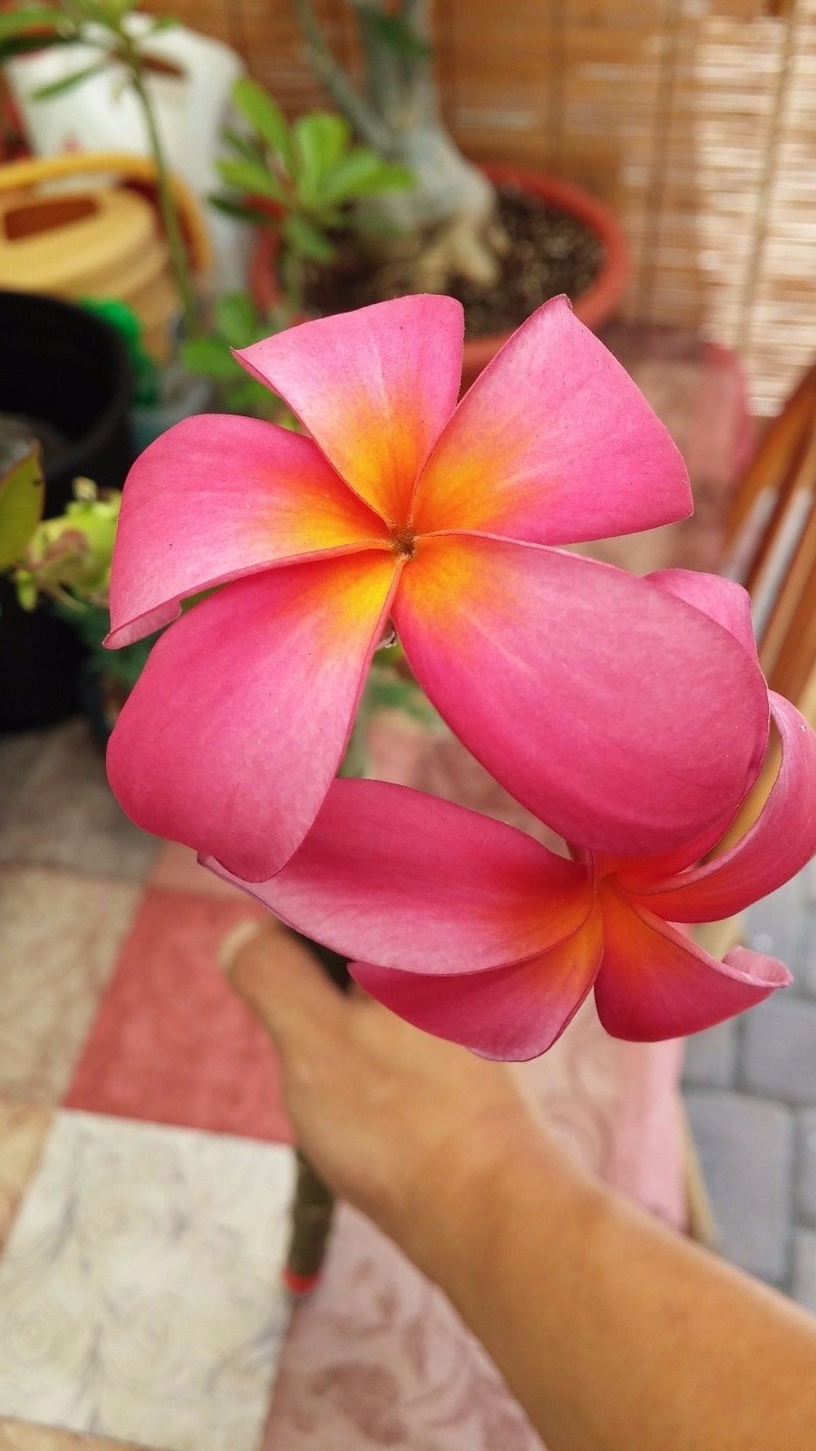 Plumeria Cutting (KANEOHE SUNSET) 10″-12″ with 1 tip