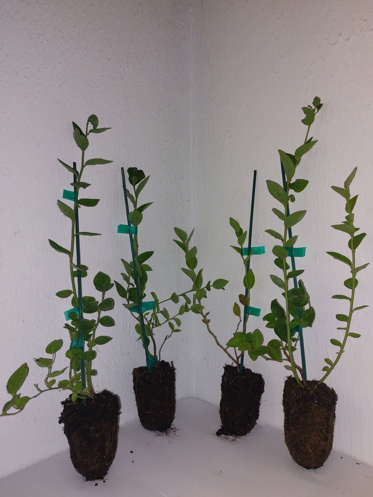 Blueberry Duke Live Plant Early Season Cold Hardy Fruit Bush