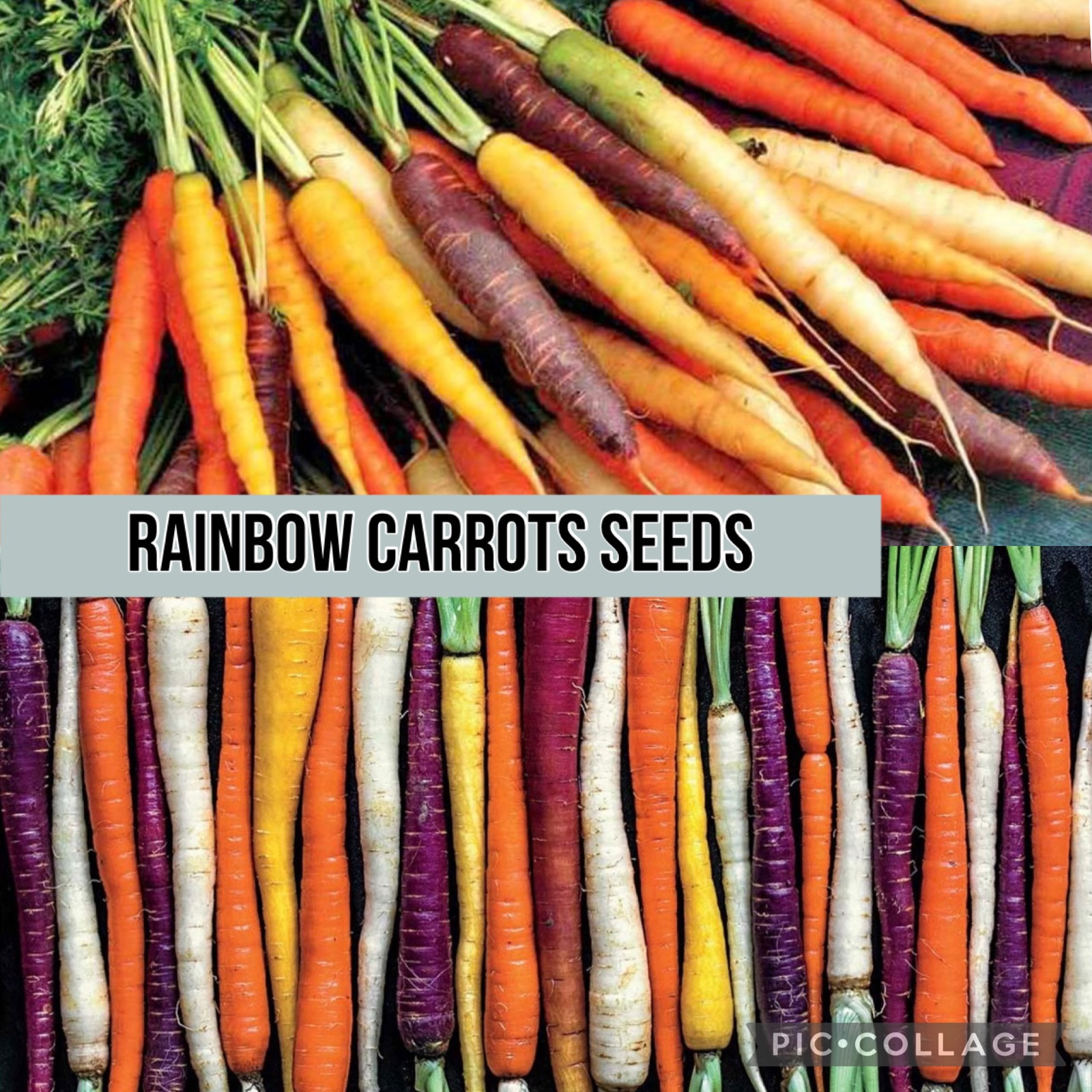 100+ SEEDS Organic Rainbow Carrot Mix SEEDS