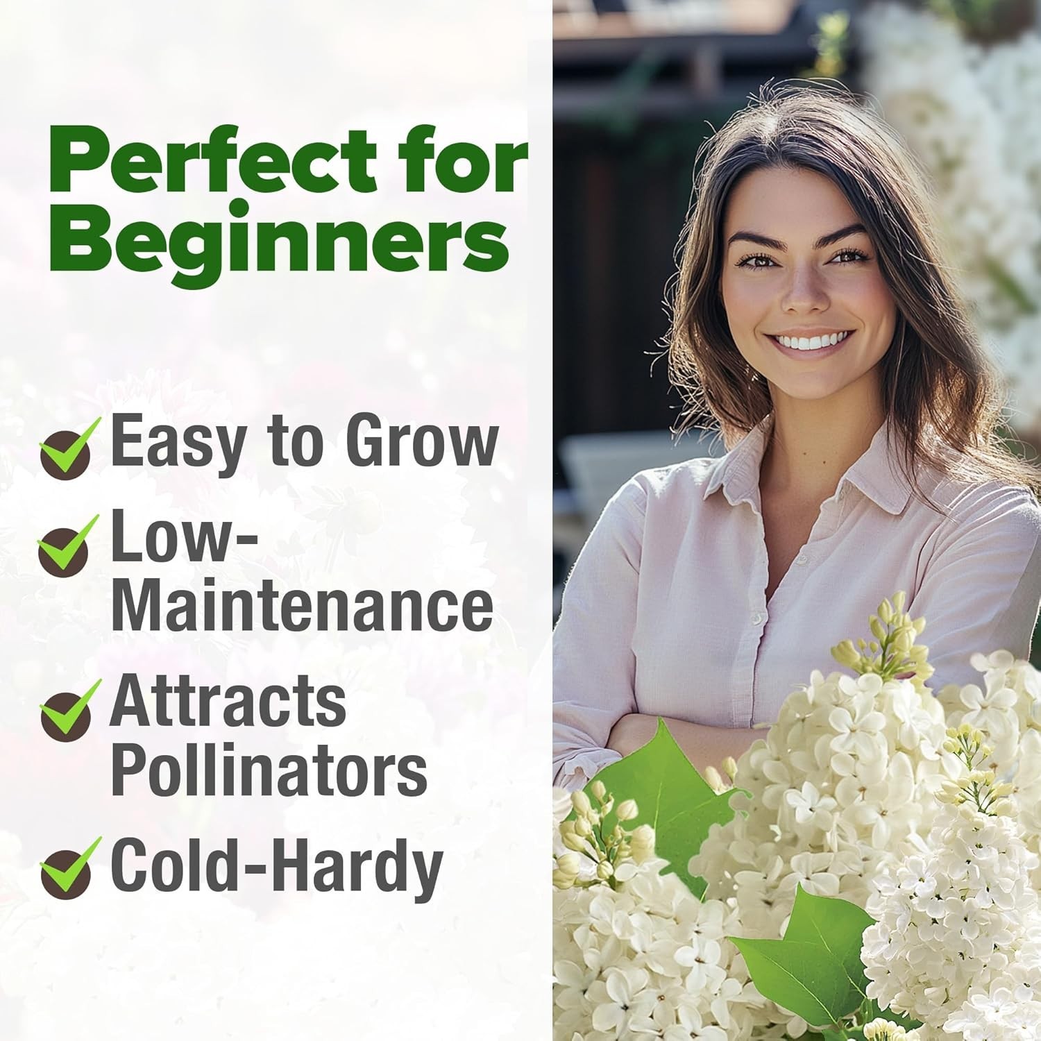 Fragrant White Lilac Flower Seeds – 53 Non-GMO Heirloom Seeds for Garden Bliss