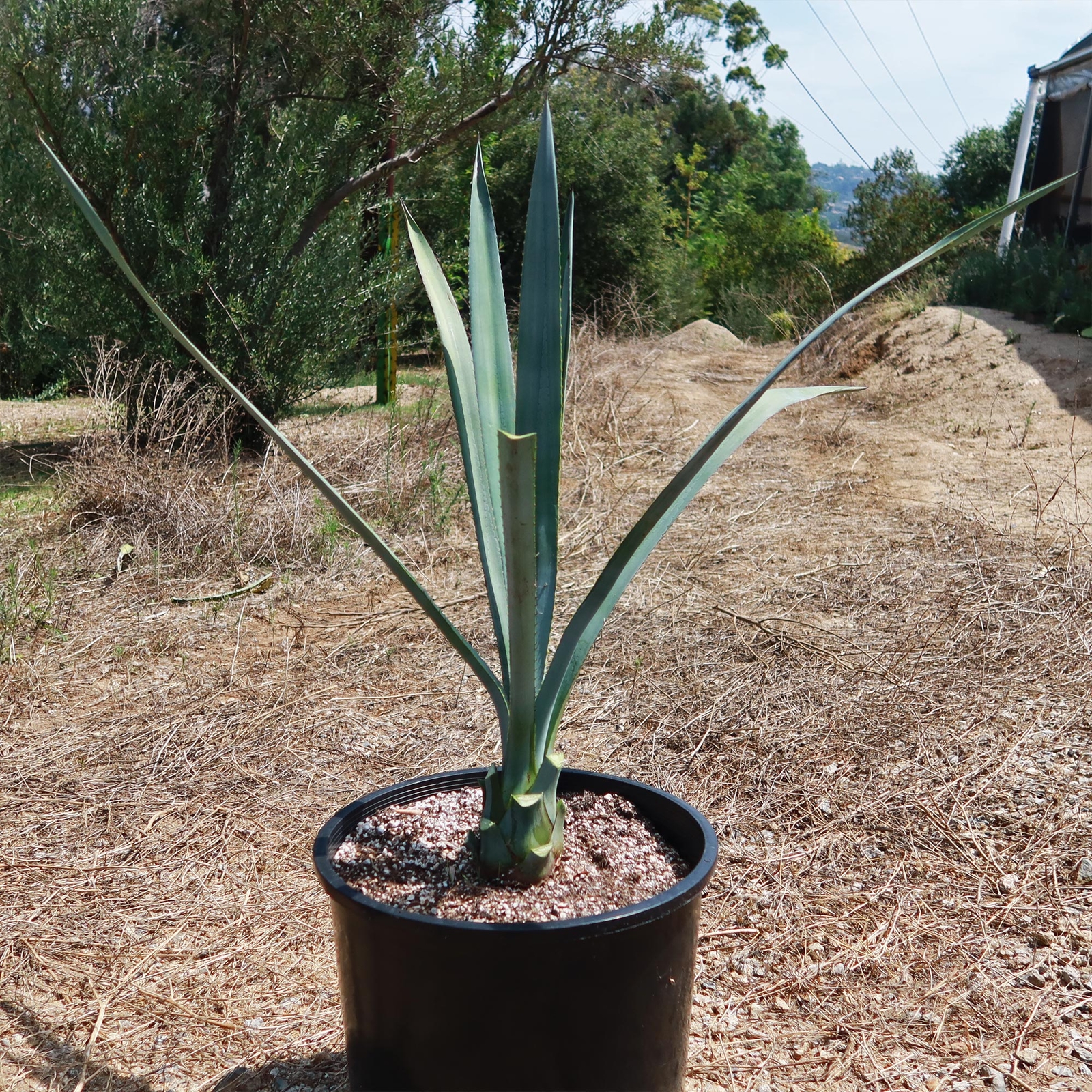 Blue agave – Agave Tequilana ‘Tequila Plant’ cactus Cacti Succulent real live pl