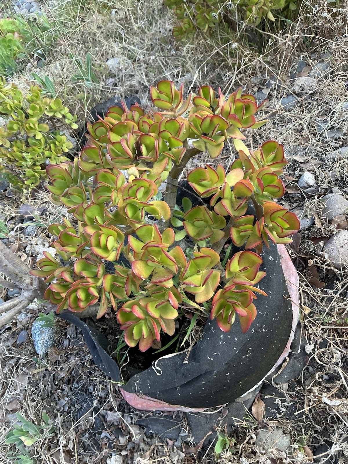 healthy jade plant with roots, Around 13” tall, rooted