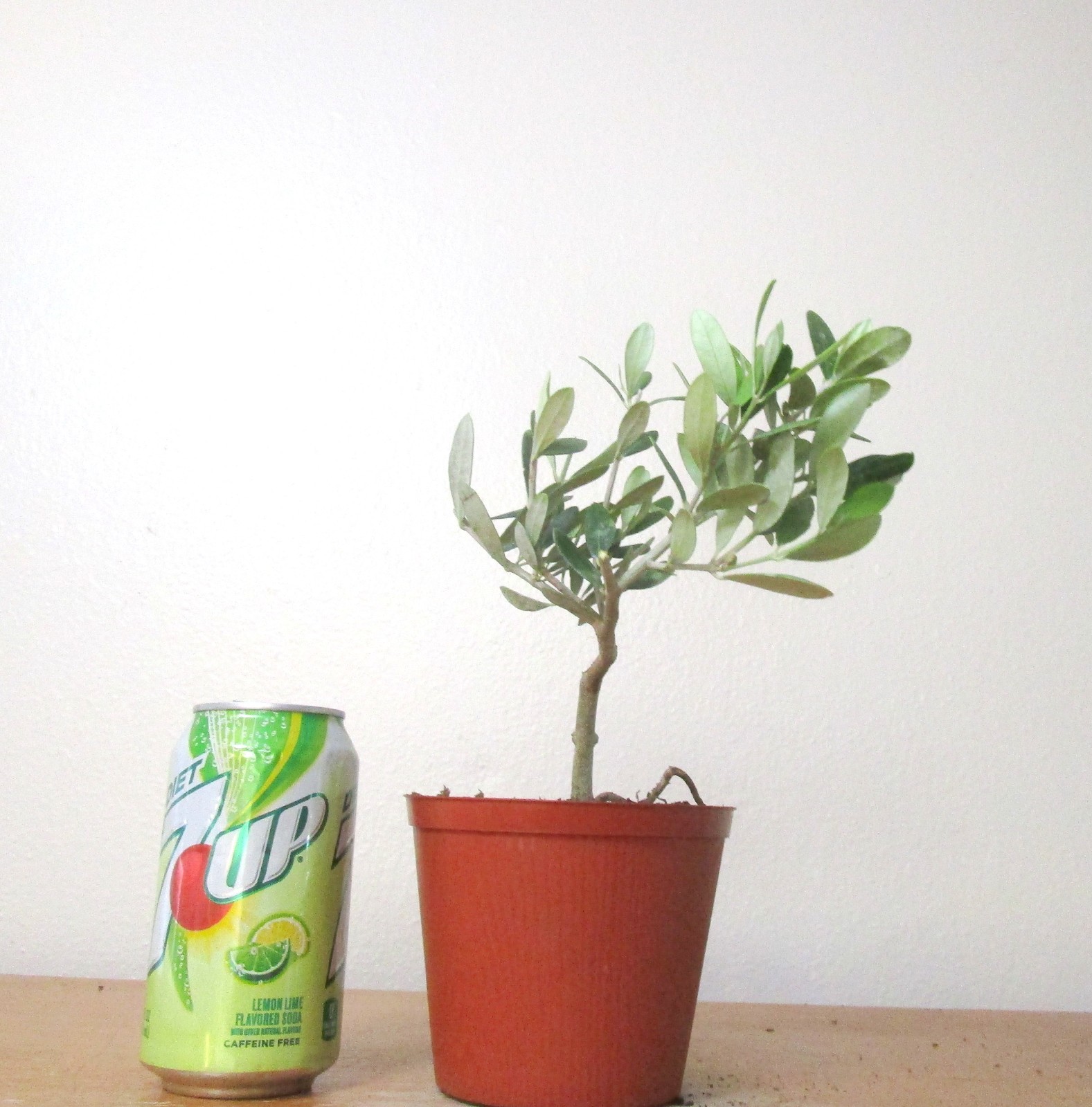 Dwarf European Olive for mame shohin bonsai tree multiple listing free shipping