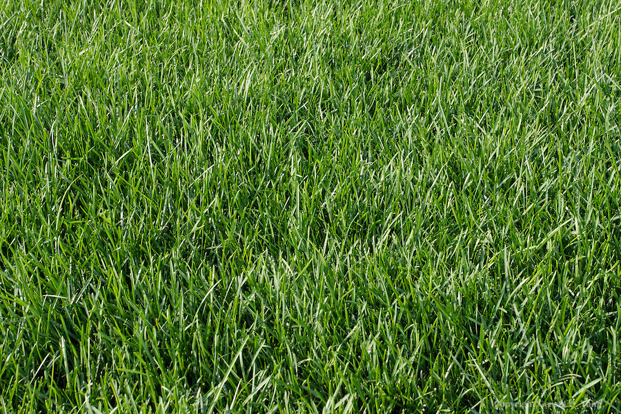 Glacier Kentucky Blue Grass Seed – 10 Lbs.