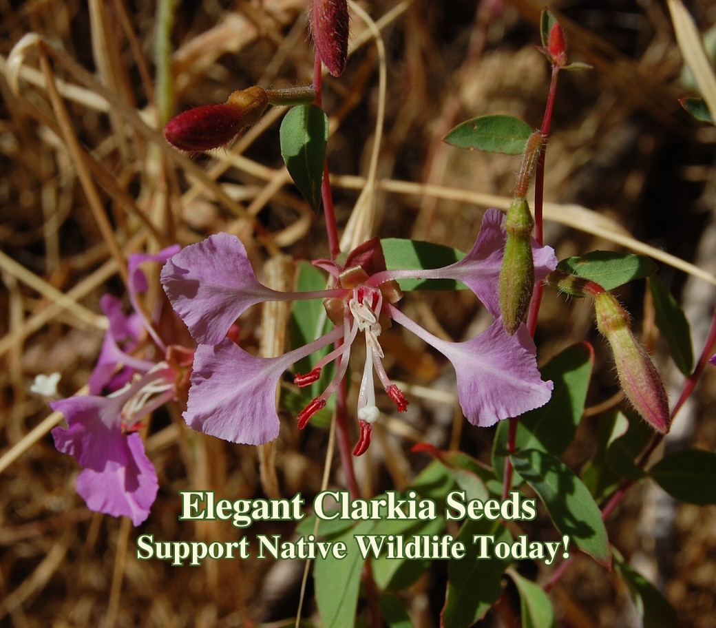 Elegant Clarkia Seeds California Native Flower Clarkia Unguiculata Drought Toler