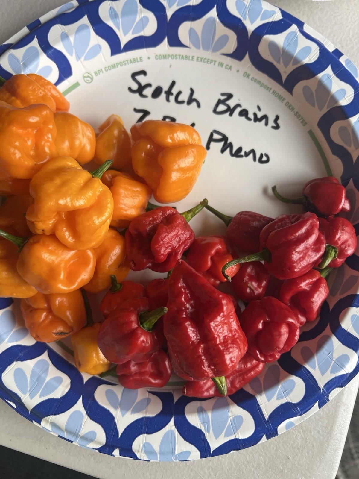 Scotch Brains 7 Pot Pheno Red Hot Pepper Seeds 15+ Per Pack