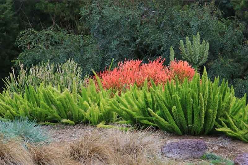 2 LARGE 20″ Cuttings Firestick Pencil Thornless Euphorbia Tirucalli Succulent