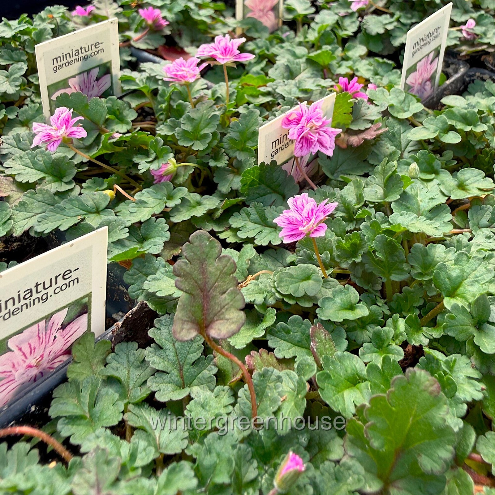 Erodium x variabile ‘Flore Pleno’, Heron’s Bill, Container Size: 3″ (2.6×3.5″)