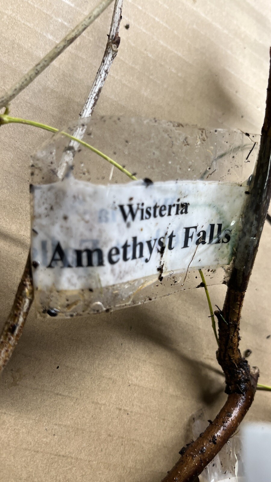 Wisteria frutescens ‘Amethyst Falls’, grafted 1 year old plant