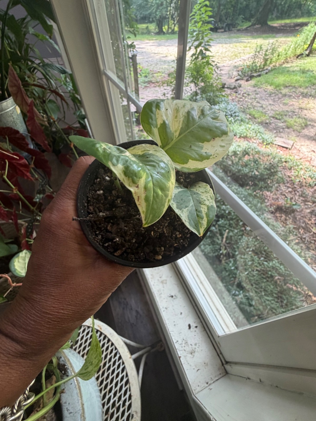 Golden Pothos Vine Cutting – Variegated Fenestrated
